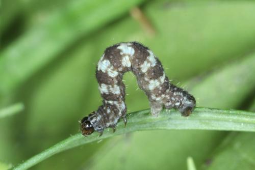 Réf. 293 780 : Eupithecia linariata